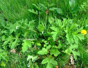 Niet invasieve berenklauw