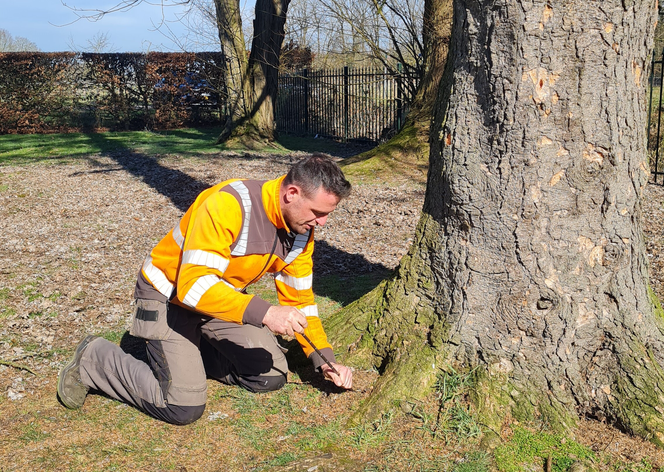 Boomziekten_expert_cropped