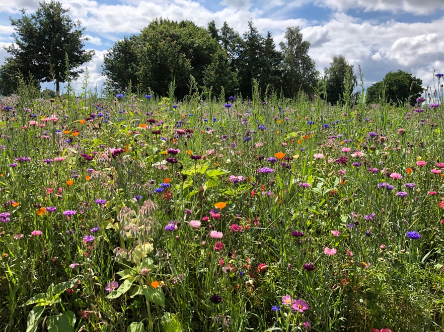 Vebego Groen Kruidenrijk grasveld (2)